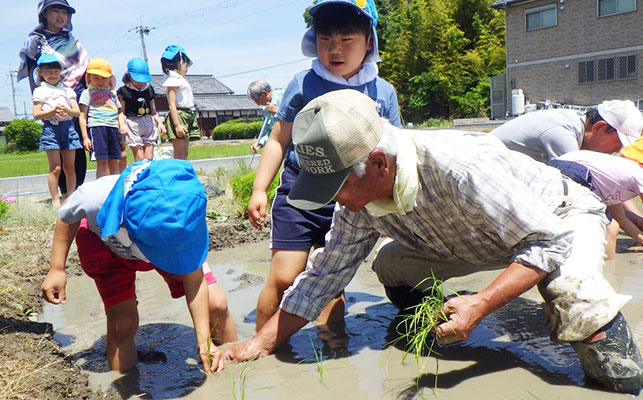 田植え